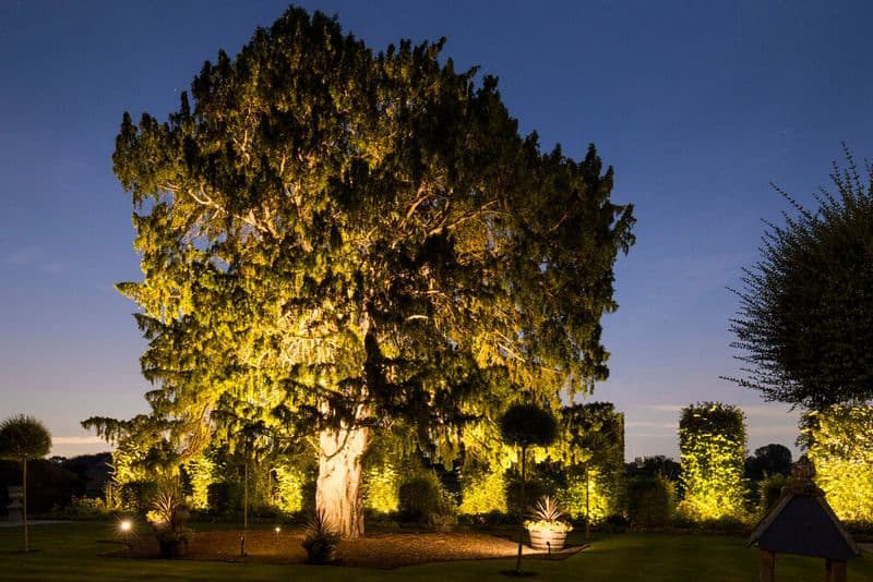 Moonlit Trees