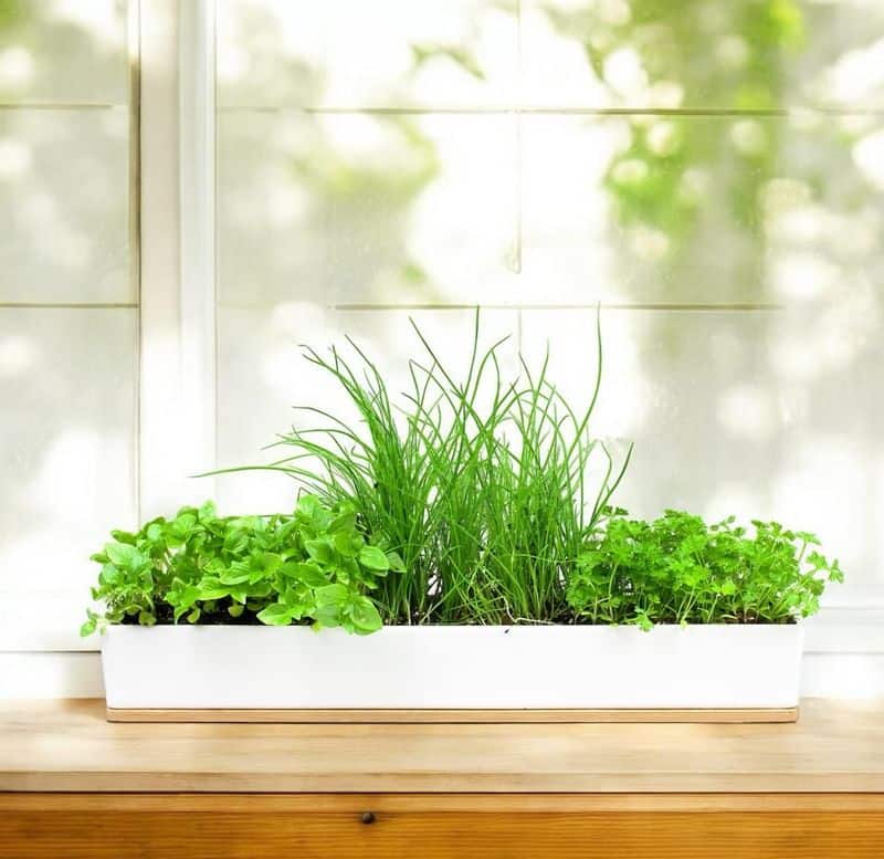 Herb Garden Windowsill