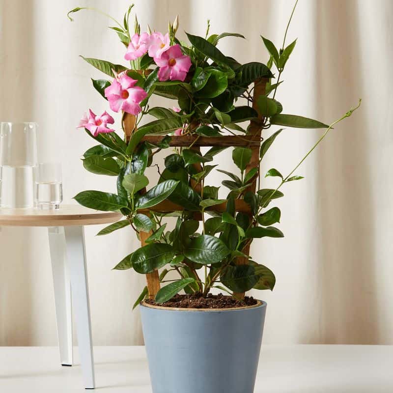 Ideal Soil Conditions