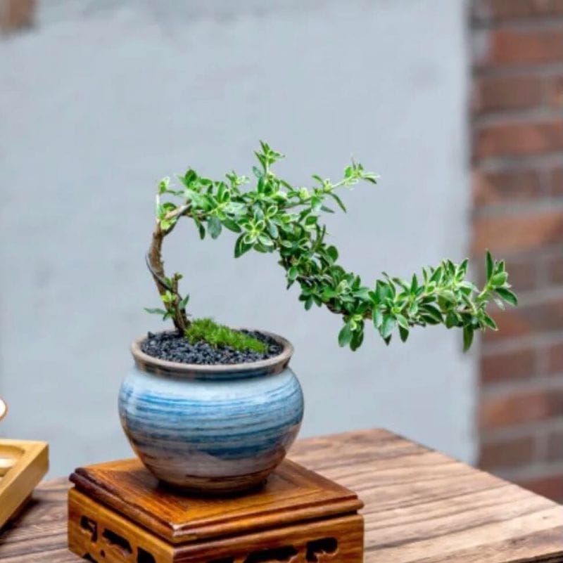 Serissa Bonsai