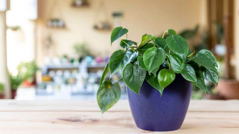 Philodendron