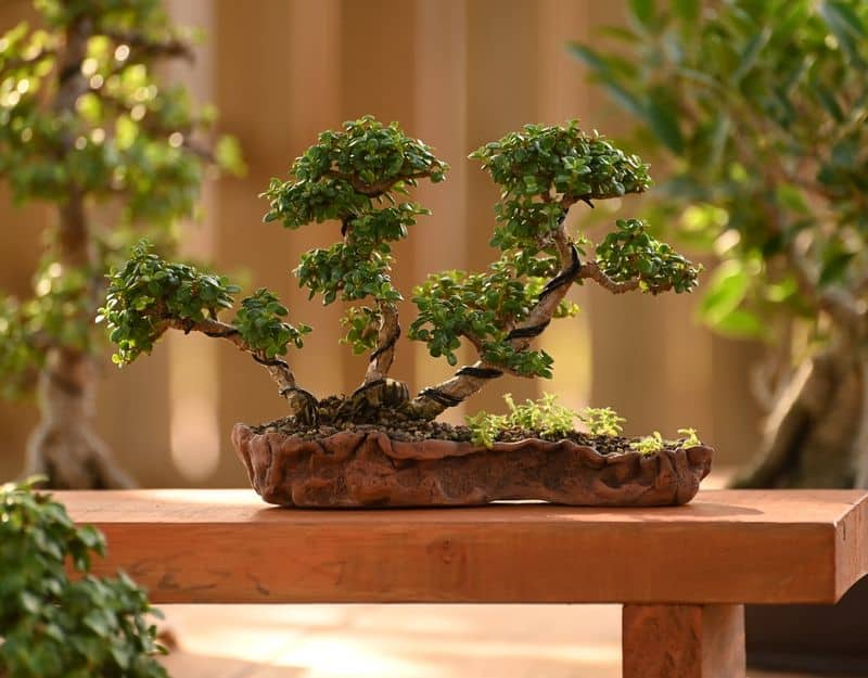 Portulacaria Afra Bonsai