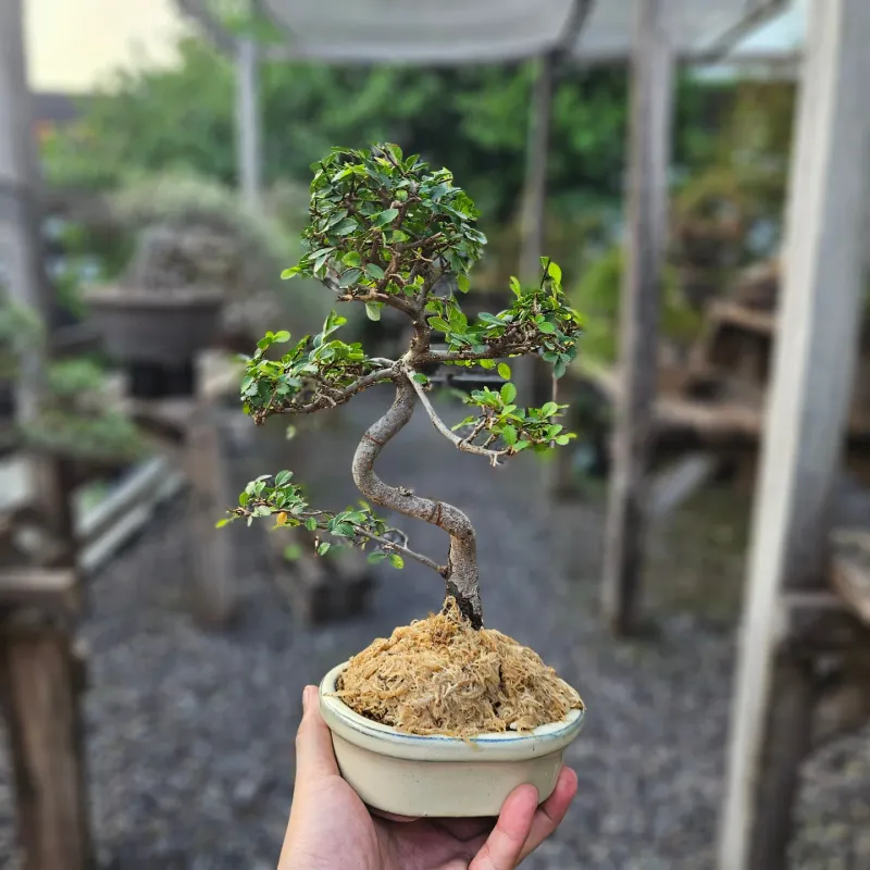 Chinese Elm Bonsai