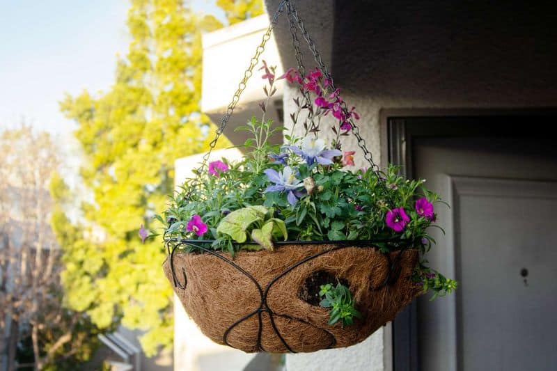 Hanging Flower Baskets