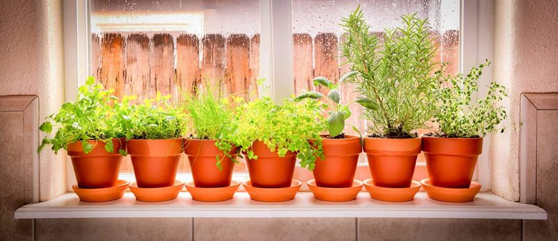 Portable Herb Gardens