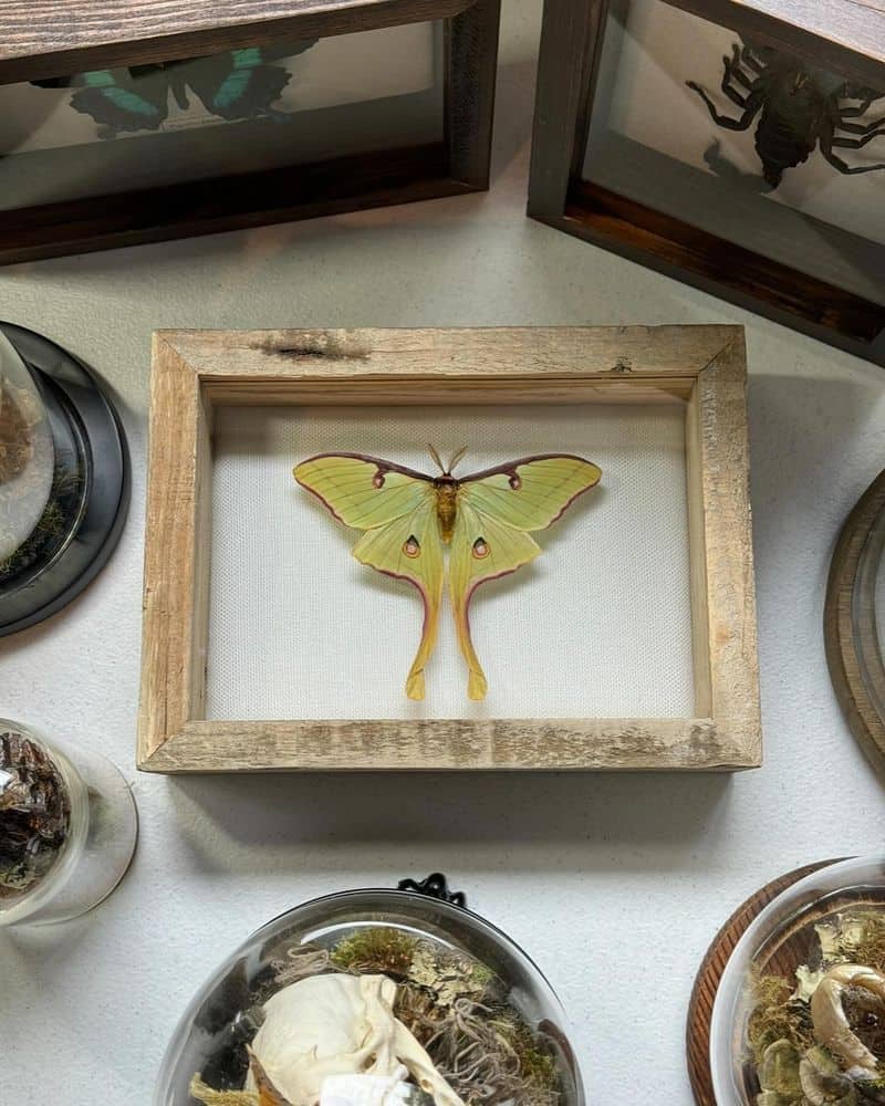Moth Display Frame
