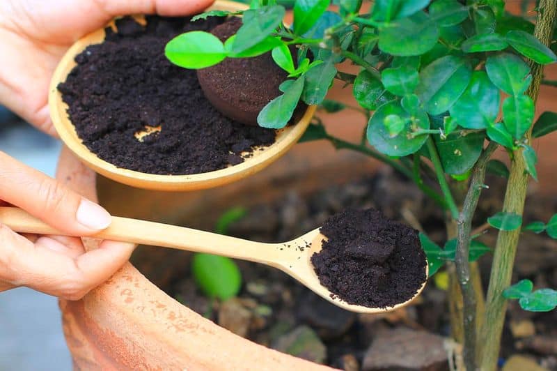 Coffee Grounds