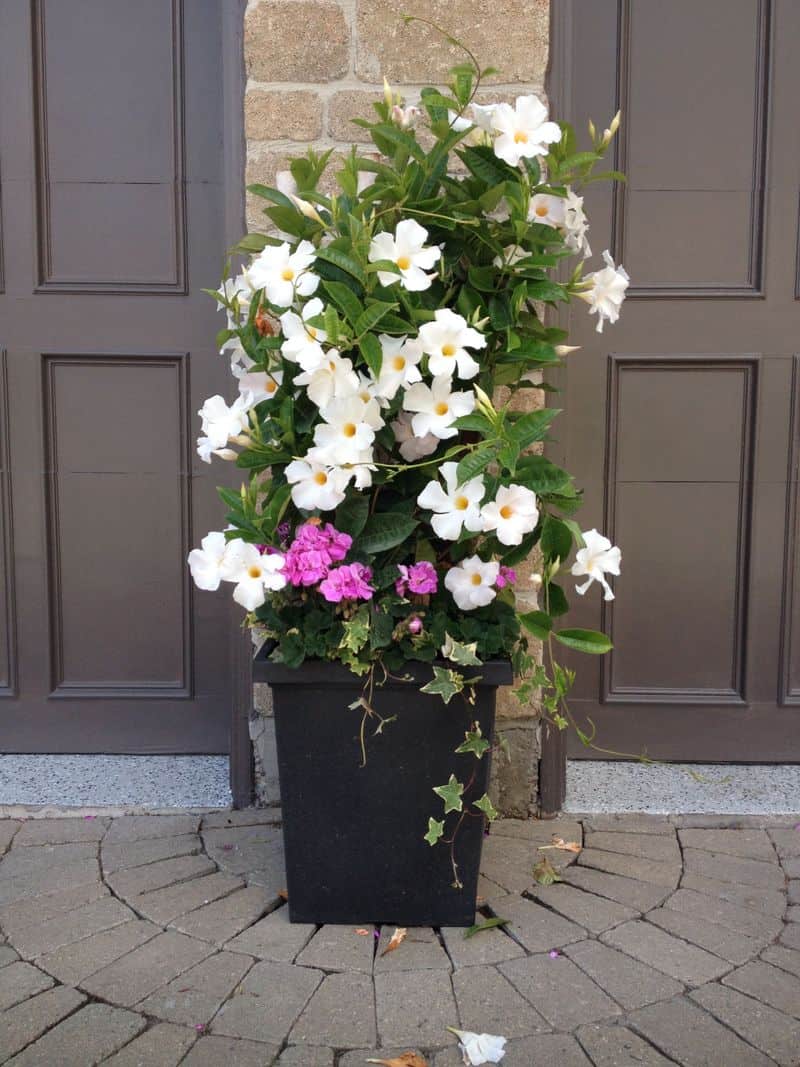 Overwintering Indoors