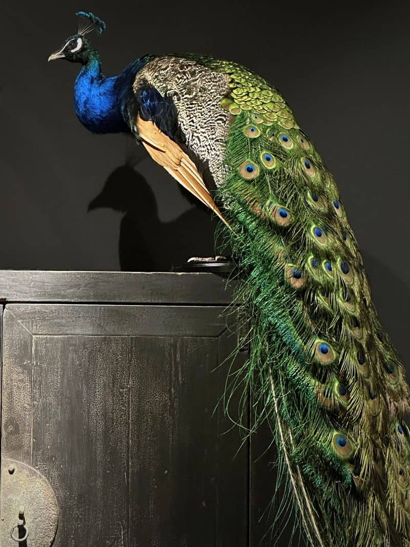 Peacock Feather Centerpiece