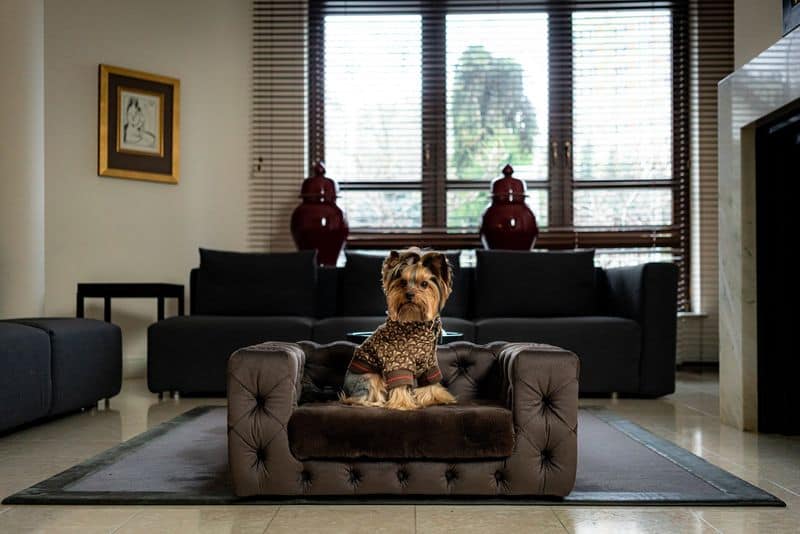 Pet Bed Paradise