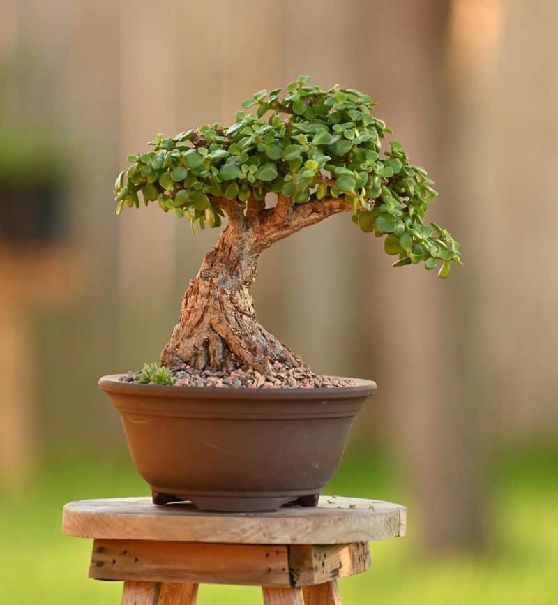 Jade Bonsai