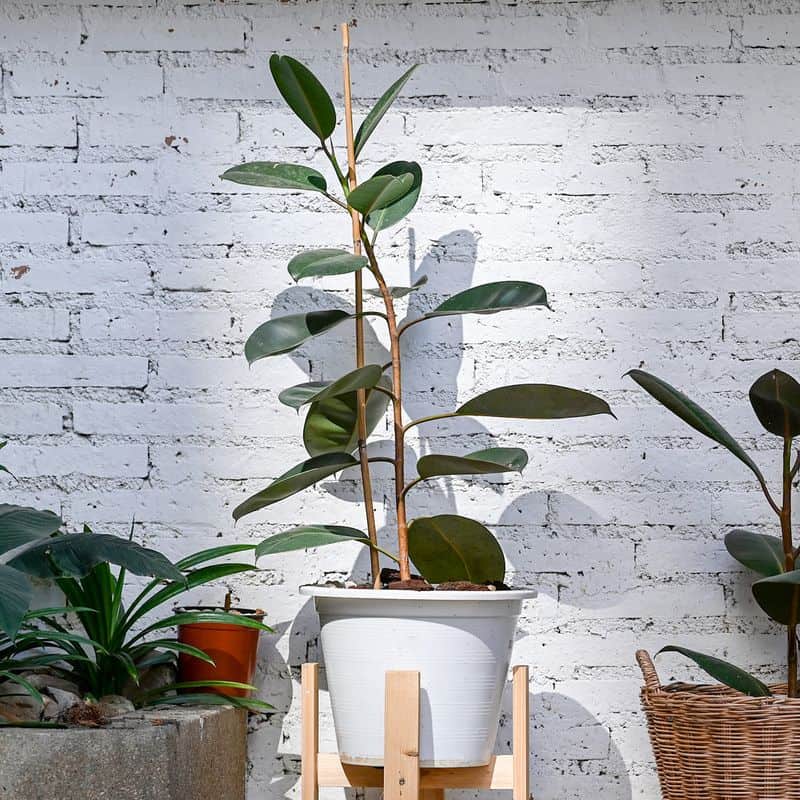 Rubber Plant