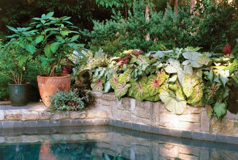 Shade-Loving Plant Arrangement