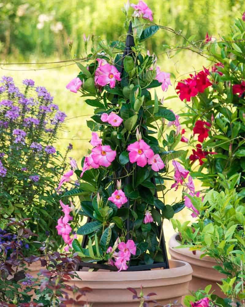 Proper Watering Schedule