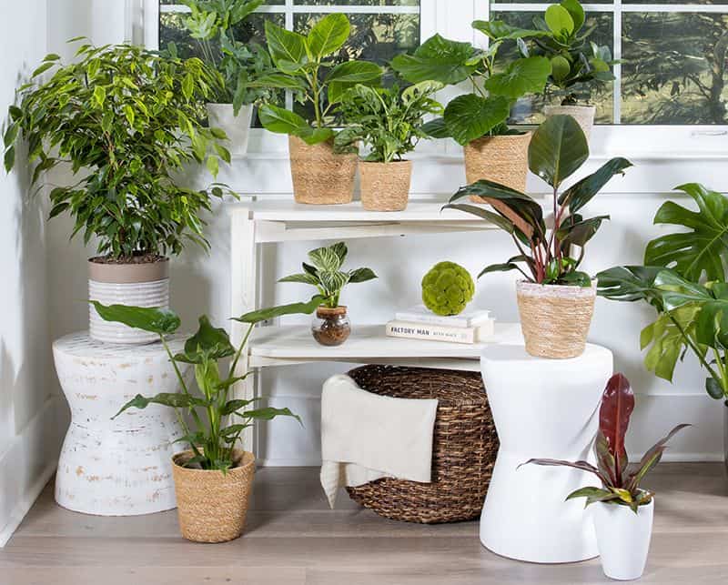 Add Indoor Plants