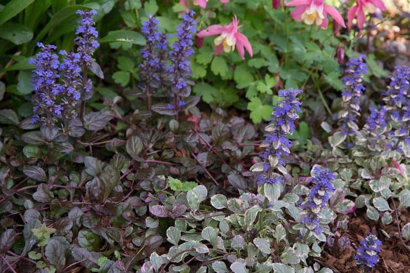 Slug-Resistant Plants