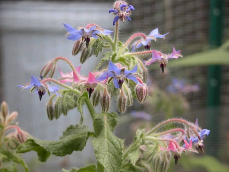 Understand Watering Needs