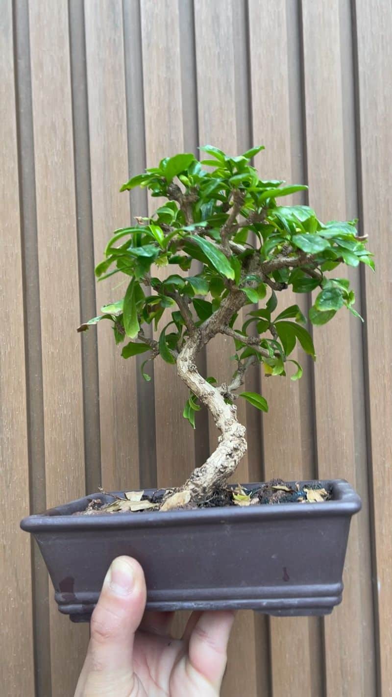 Carmona Bonsai
