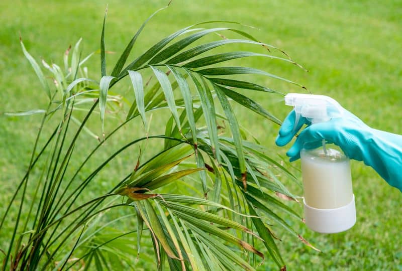 Neem Oil