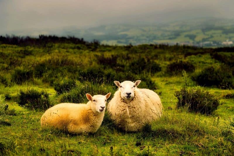 Sustainability in Wool