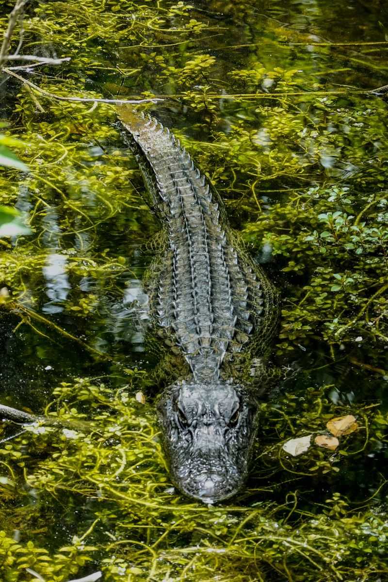 Taxidermy Alligator Rug