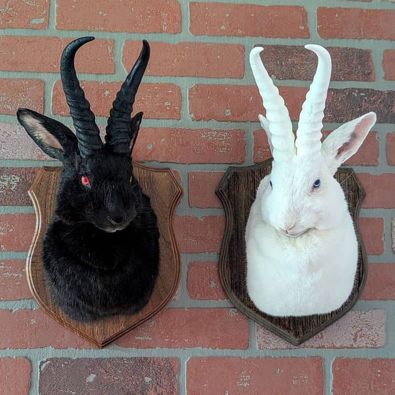 Taxidermy Jackalope