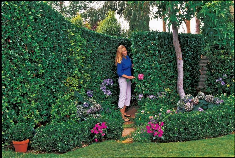 The Garden Gate Illusion