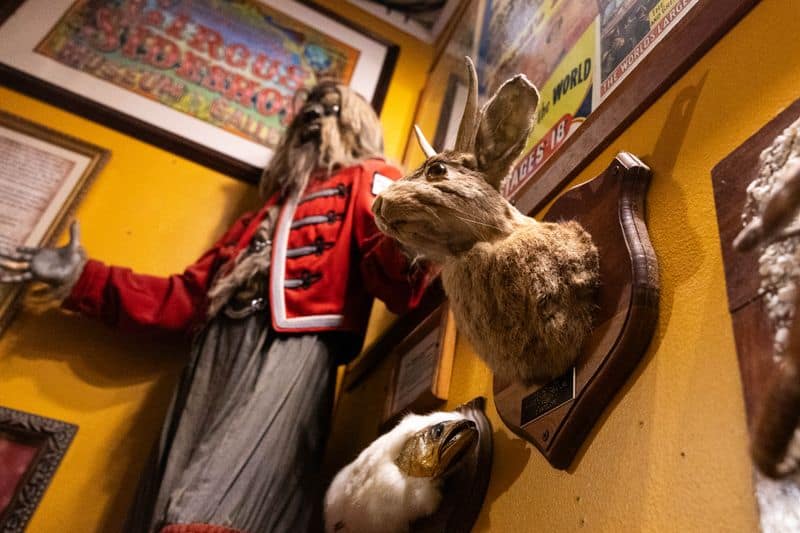 Museum of the Weird
