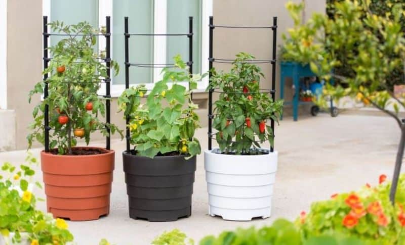 Potted Vegetable Corner