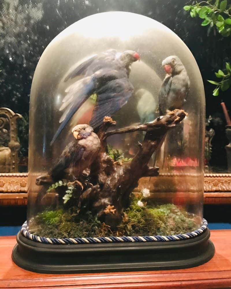 Victorian Bird Display