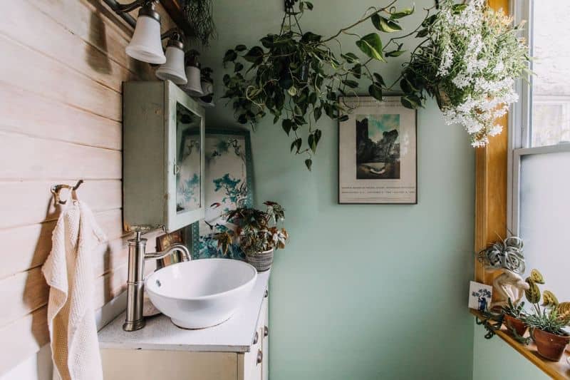 Blooming Plant Accents