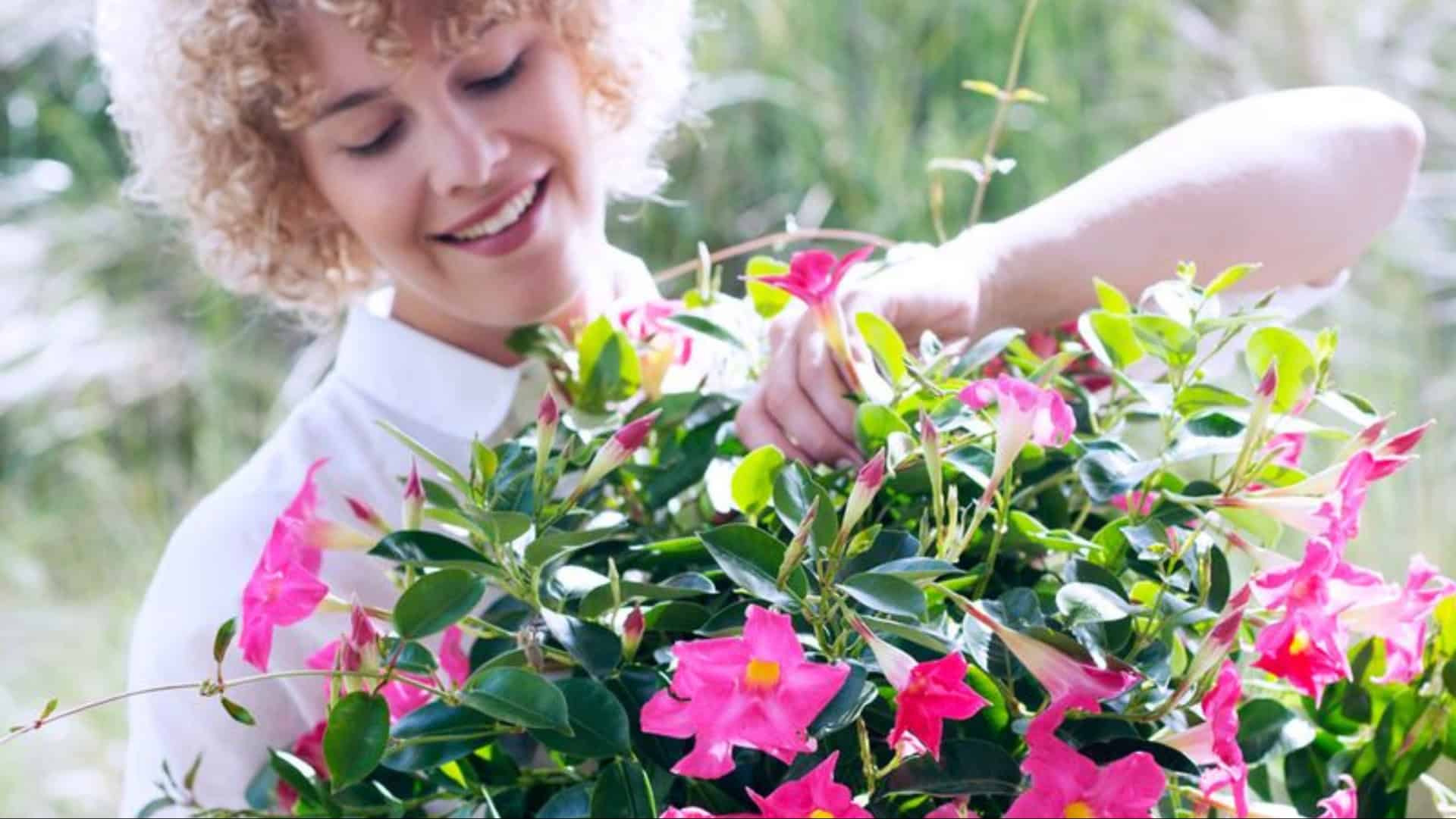 Mandevilla Magic! 10 Ways to Keep Your Plant Happy and Gorgeous
