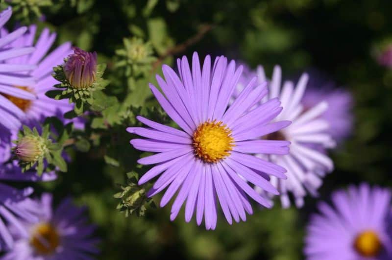 Aster (Aster spp.)