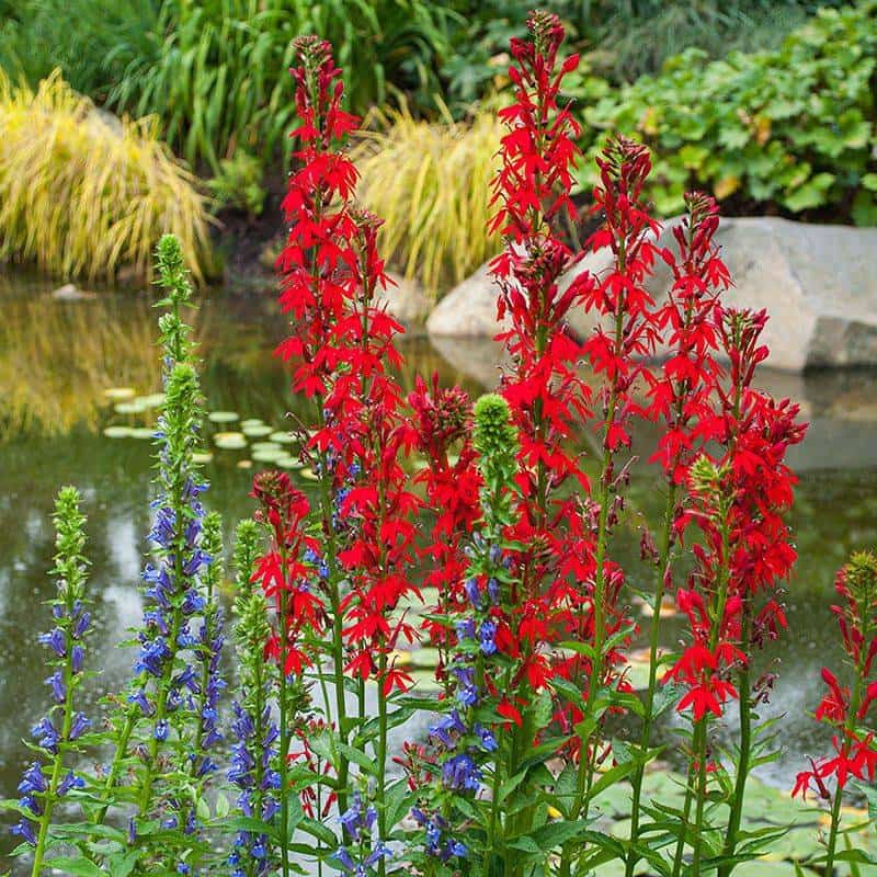 Cardinal Flower (Lobelia cardinalis)