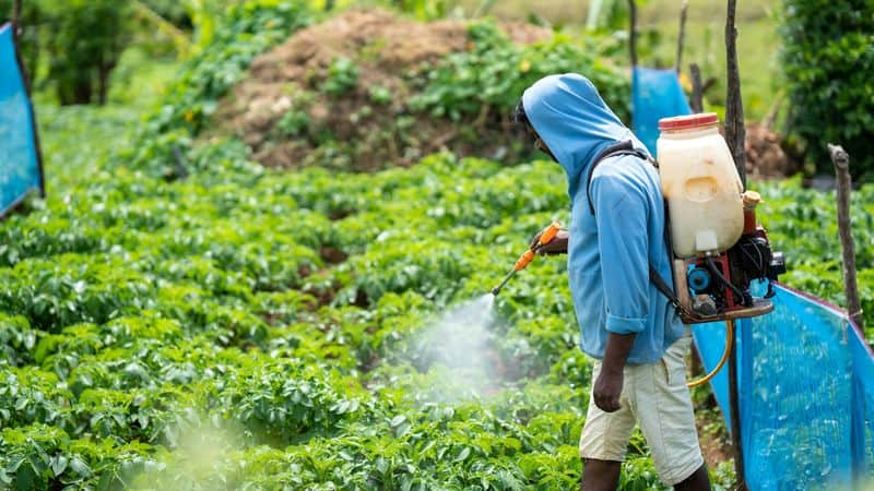 Chemical Pesticides and Herbicides