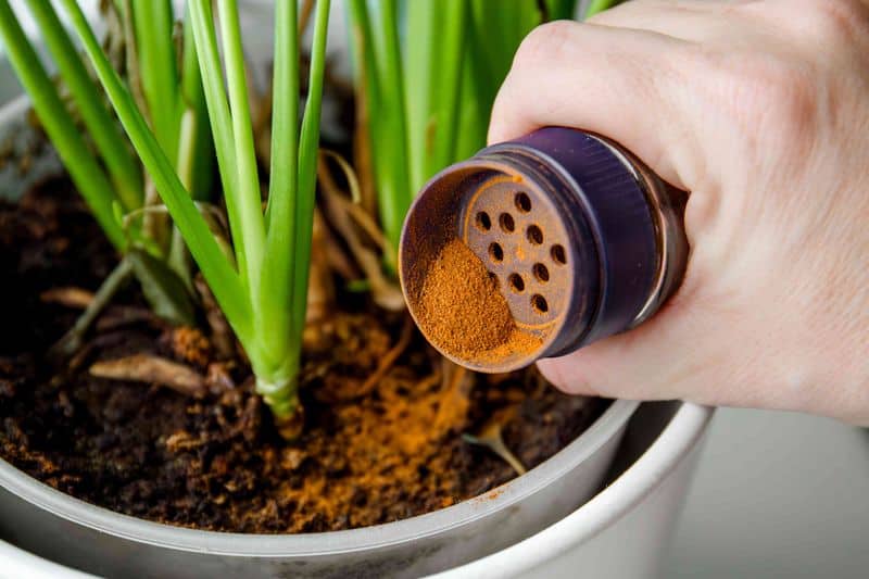 Cinnamon as a Soil Enhancer