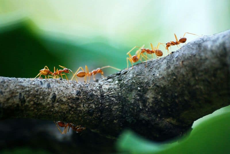 Cinnamon as an Ant Repellent