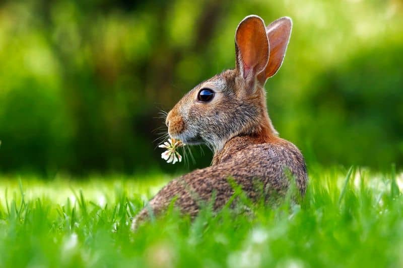 Cinnamon for Animal Repellents