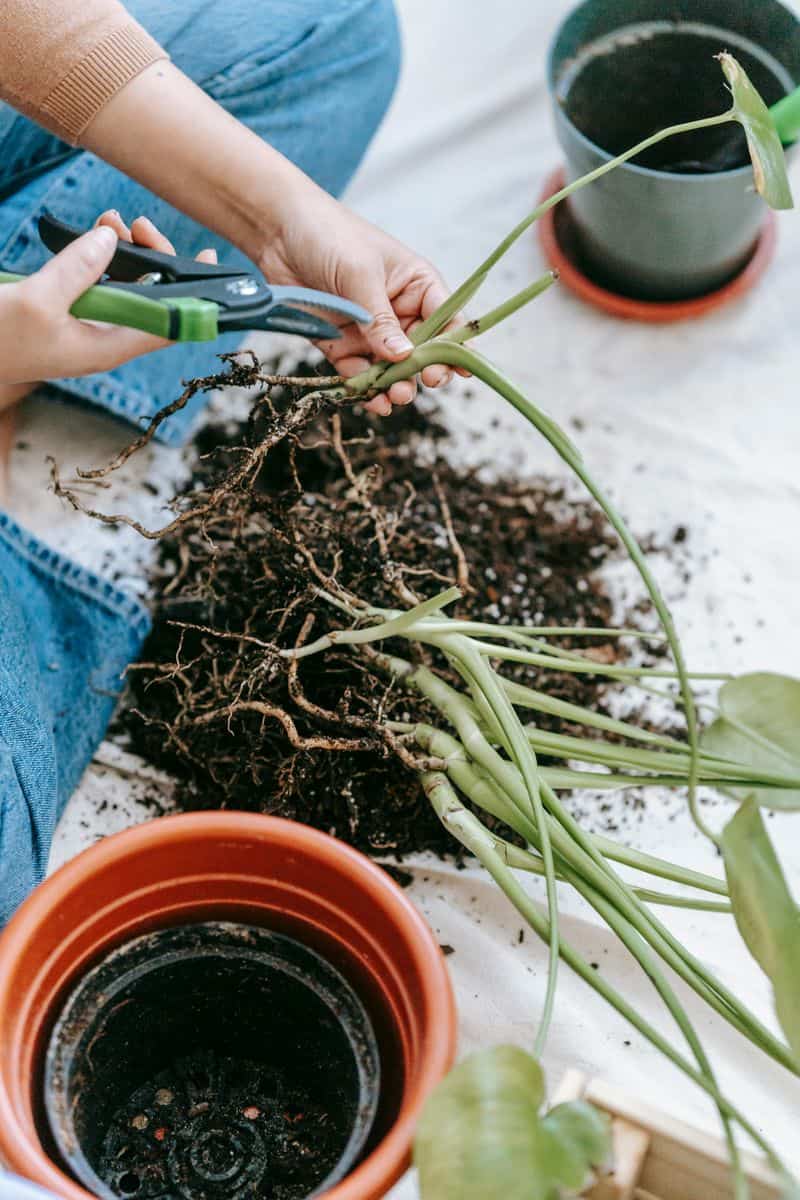 Cinnamon for Rooting Cuttings