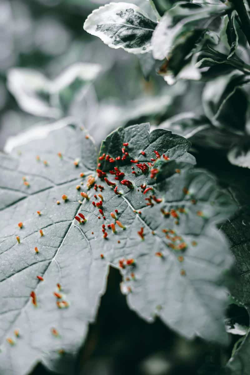 Cinnamon to Deter Aphids