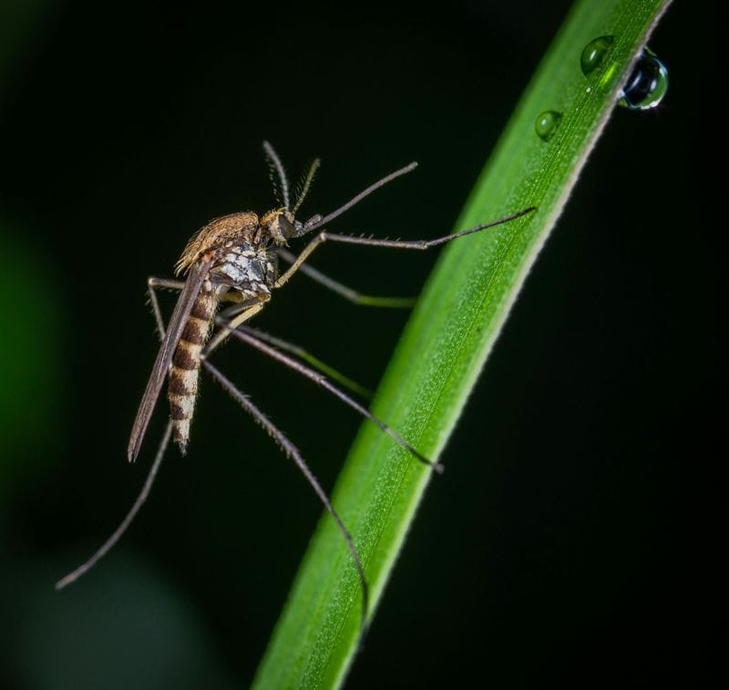 Cinnamon to Keep Away Mosquitoes