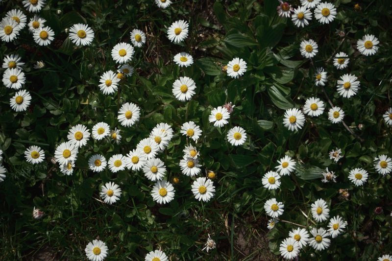 Daisy (Bellis perennis)
