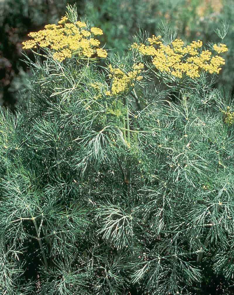 Dill (Anethum graveolens)