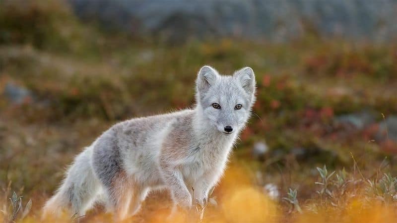 Diverse Wildlife