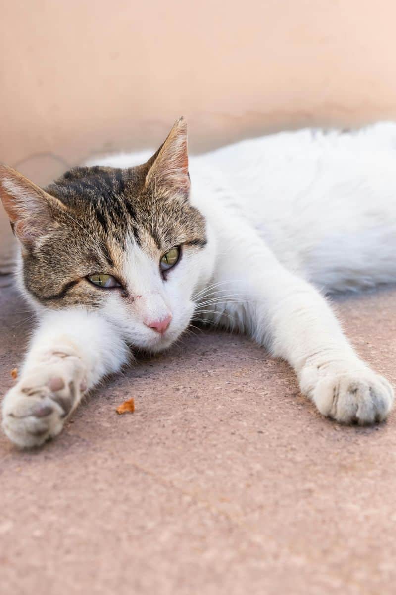 Family and Feline-Friendly