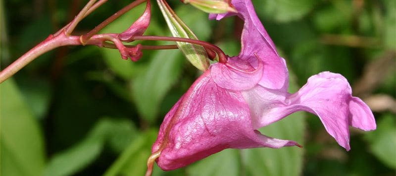 Himalayan Balsam (Impatiens glandulifera)