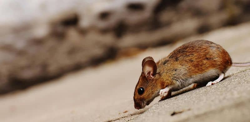 Ignoring Pest Infestations