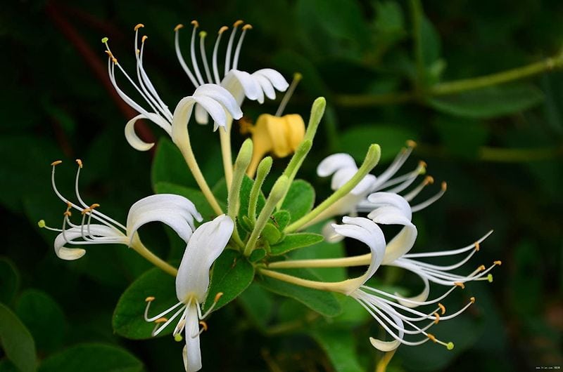 Japanese Honeysuckle (Lonicera japonica)