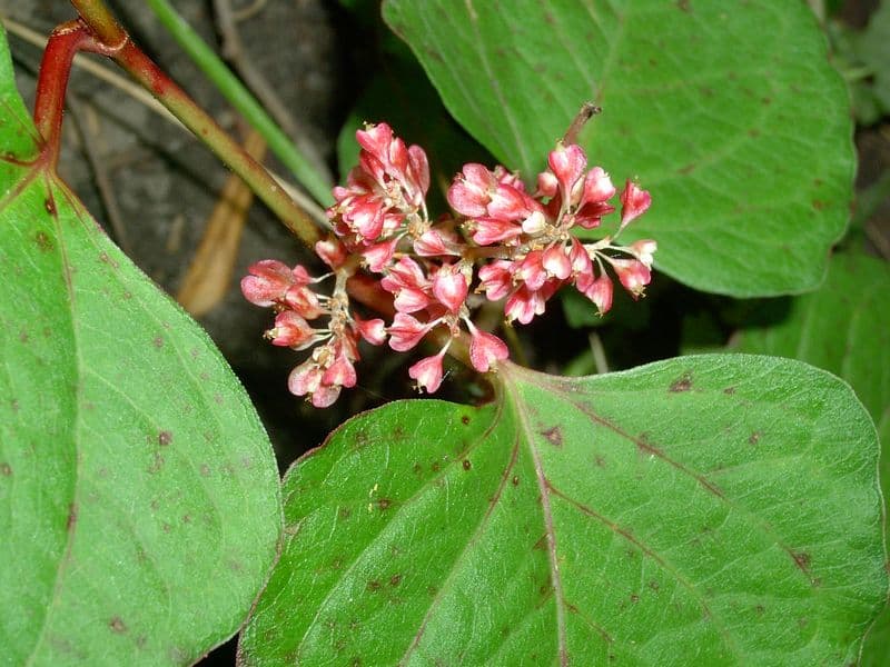 Japanese Knotweed (Fallopia japonica)