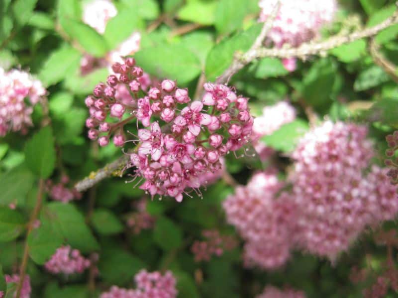 Japanese Spirea (Spiraea japonica)